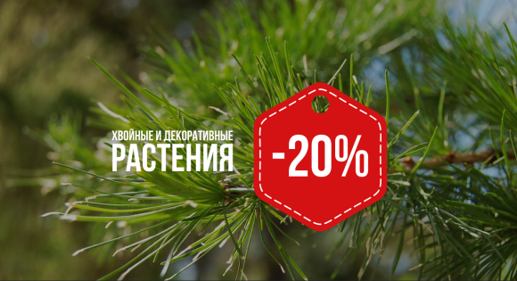 -20% на хвойные и декоративные растения в GreenPlant